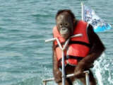 monkey3.jpg