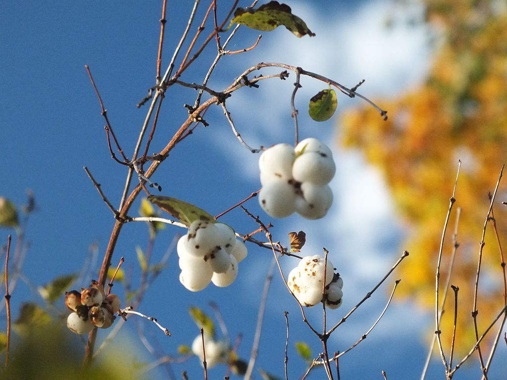 scheebeeren.jpg