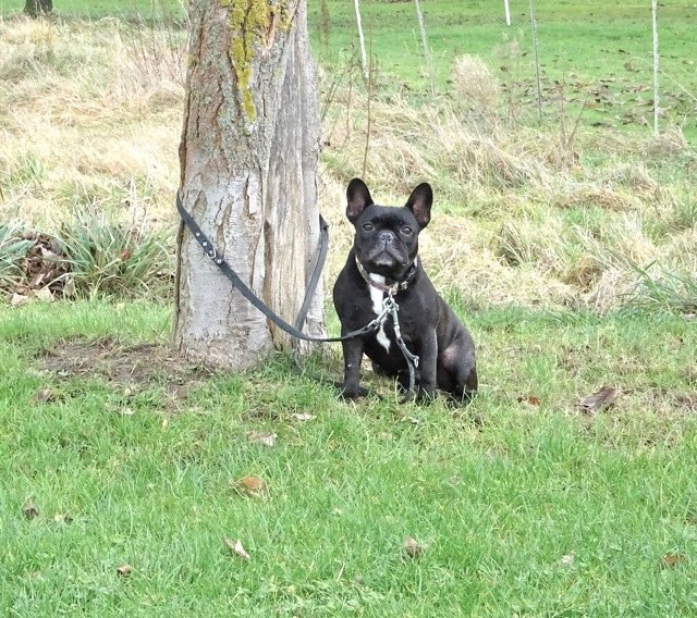 kleiner_hund.jpg