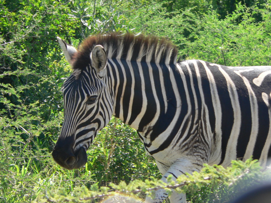 Zebra.JPG