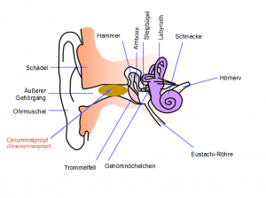 ohr-mit-propf-300x224.png