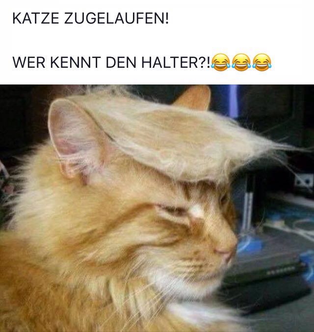 trump-cat.jpg