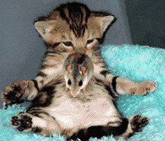 Hüpfmaus.gif