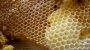 Frage & Antwort, Nr. 278: Wie machen Bienen Wachs? - n-tv.de