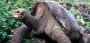 Galapagos-Riesenschildkröte George ist tot - SPIEGEL ONLINE