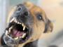 Gerichtsverfahren gegen Hundeführer: Polizeihund fällt Frau im Schlaf an und beißt ihr ins Gesicht - FOCUS Online