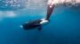 Gibraltar: Orcas versenken Segeljacht in der Straße von Gibraltar - DER SPIEGEL