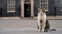 Großbritannien: Downing Street-Kater Larry – Der »Chief Mouser« ist der heimliche Premier - DER SPIEGEL