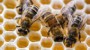 Honig kann auch ungesund sein