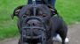 Hunde-Verbot in England: Das Halten von XL Bullys ist nun illegal - DER SPIEGEL