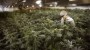 Immer mehr Länder für Legalisierung von Cannabis