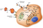 Immuno-Oncology - Molecular Templates