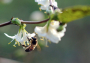 In Europa fehlen sieben Milliarden Bienen - News Wissen: Natur - tagesanzeiger.ch