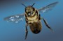 Insekten : Zu Hause bei den Bienen - Nachrichten Wissenschaft - Natur & Umwelt - DIE WELT