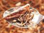 Insekten als Nahrung: Maden für Milliarden - Wissen - Tagesspiegel
