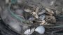 Invasive Muschelart breitet sich aus: Bodensee-Wasserwerke kämpfen gegen verstopfte Leitungen - DER SPIEGEL
