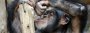 Kultur: Wissen verbreitet sich bei Schimpanse und Mensch gleich - SPIEGEL ONLINE