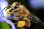 Männliche Bienen anfälliger auf Parasiten - News Wissen: Natur - bazonline.ch