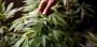 Marihuana-Legalisierung in Uruguay : UNO stresst voll rum - taz.de