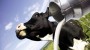 Milch-Zertifikat - Glückliche Kühe kommen von der Weide