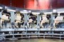Nahrungsmittelproduktion: Blinde Kühe im Koma, unfähig zu leiden - Nachrichten Wissenschaft - DIE WELT