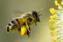 Nationaltag der Honigbiene 2016 - 20.08.2016