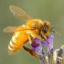 Netzwerk Biene: Italienische Biene Apis mellifera Ligustica Gruppe Deutschland