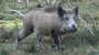 Neuenkirchen bei Greifswald: Wildschwein tötet Jäger - SPIEGEL ONLINE