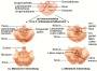 Neurologie der Vorhaut und des Penis - Beschneidung von Jungen