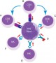 New Approaches for the Immunotherapy of Acute Myeloid Leukemia - Terrence L Geiger - Discovery Medicine