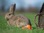 Ostern 2016: Ostergeschenke für Kinder - FOCUS Online