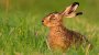 Ostern: Die Wahrheit über den Osterhasen - Kolumne - SPIEGEL ONLINE