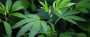 Portland, Maine, Legalizes Recreational Marijuana