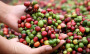 Rohstoffe: Dürre treibt Kaffeepreis an « DiePresse.com