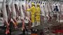 Schweine-Aktie für Anleger: Hongkong schielt auf Schlachtkonzern - teleboerse.de