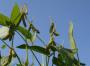 Mais/Soja: Weitere Preisrallye nach Wachstumsbericht - pflanze - agrarheute - 2