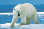 Tag des Eisbären 2020 - 27.02.2020