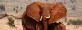 Tansania: 65.000 Elefanten in nur fünf Jahren abgeschlachtet - SPIEGEL ONLINE