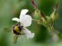 Tiere: Biene sticht Hund oder Katze: Stachel sofort entfernen - Tiere und Pflanzen - FOCUS Online - Nachrichten