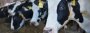 Tierhaltung: Die Milchindustrie entsorgt männliche Kälber - SPIEGEL ONLINE