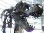 Timurlengia euotica: Sensationsfund: Dinosaurier-Ahn soll erklären warum der T-Rex so mächtig wurde - FOCUS Online