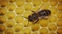 Tipps für den Einkauf von Honig - Bittersüße Bienenernte - Gesundheit - Süddeutsche.de