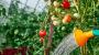 Tomaten richtig gießen: Der optimale Zeitpunkt für eine reiche Ernte - FOCUS online