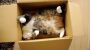 USA: Familie verschickt versehentlich Katze per Paket von Utah nach Kalifornien - DER SPIEGEL
