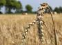 USDA-Report überrascht und drückt die Preise - Agrarheute