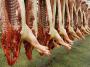 Verbot von Akkord-Schlachtungen?: 500 000 Schweine verbrühen bei lebendigem Leib - Deutschland - FOCUS Online - Nachrichten