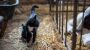 Vogelgrippevirus H5N1 kann von Kühen auf Katzen überspringen - DER SPIEGEL