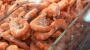Walmart muss Shrimps wegen möglicher radioaktiver Belastung zurückrufen - DER SPIEGEL
