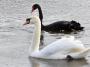 Welt der Tiere: Mörderischer Schwan ertränkt Gänseküken in Hamburg - FOCUS Online