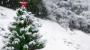 Wetter aktuell: Weihnachten 2015: Kein Schnee zum Fest - Wetter Ticker - FOCUS Online - Nachrichten